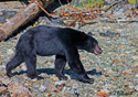 Ursus americanus